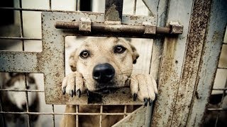 The Sad Truth Behind Animal Shelters ★★★★★