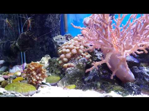 My Natural Sea Water Reef Tank