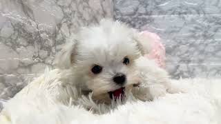 ハーフ犬の動画01