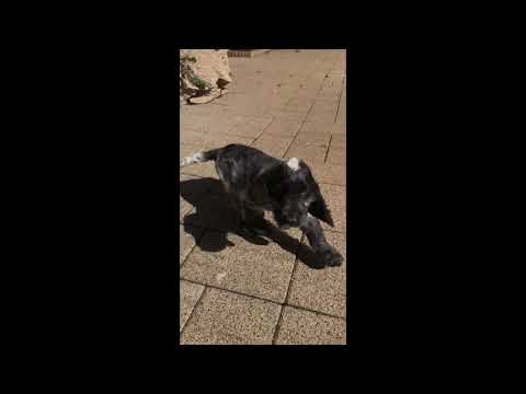 Perros Cocker Spaniel Inglés en venta