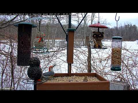 Backyard Birds Have A Feeder Frenzy In Sapsucker Woods | Cornell FeederWatch Cam – Jan. 7, 2021