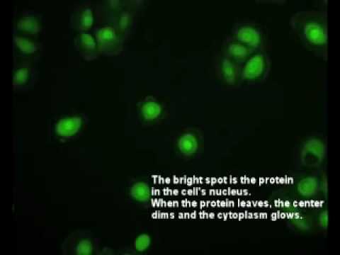 ERK Protein Oscillations