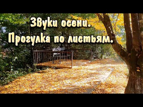 АСМР Звуки ОСЕНИ | прогулка по ОСЕННИМ ЛИСТЬЯМ, пение ПТИЦ и живая ПРИРОДА