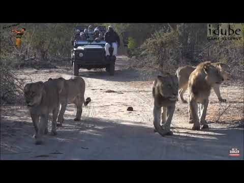 ⚡️R.I.P Tailess Queen Of Londolozie