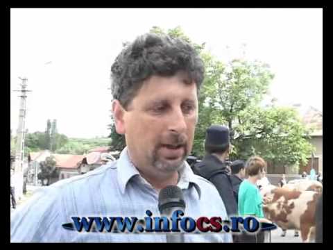 Protest pentru pasune cu vaci si oi la Domasnea CS