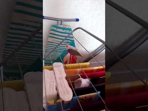 Покатушки Амадинов на сушилке