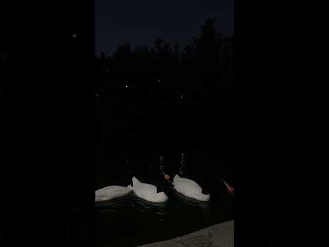 Cisnes 🦢 cuello negro en Concepción #biobio