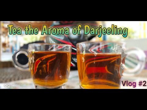 download lagu mp3 mp4 Darjeeling Tea Pregnancy, download lagu Darjeeling Tea Pregnancy gratis, unduh video klip Darjeeling Tea Pregnancy