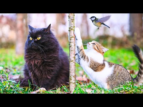 Birds Drive My Cats Crazy 😹 No AI, No Music