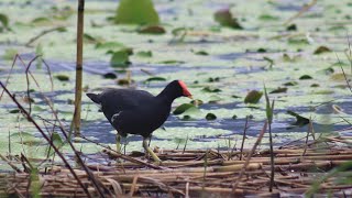Download lagu Sura pikat jebak jerat burung mandar batu burung peruk 1 jam moorhen sound ( burung rawa) mp3 Download lagu Sura pikat jebak jerat burung mandar batu burung peruk 1 jam moorhen sound ( burung rawa) mp3