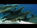 Oceans Our Blue Planet Svensk Trailer Cosmonova