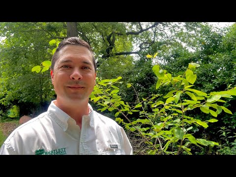 Serviceberry (Amelanchier)