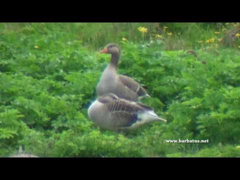 Ansar común ( Anser anser ) Greylag goose