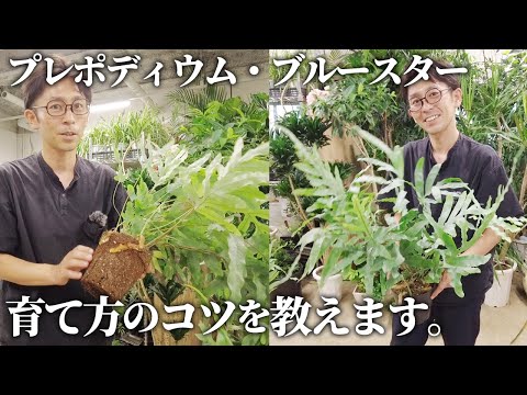 ポドボウルについて詳しく解説