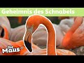 Flamingoschnabel DieMaus WDR