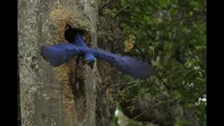 preview picture of video 'Hyacinth Macaws'