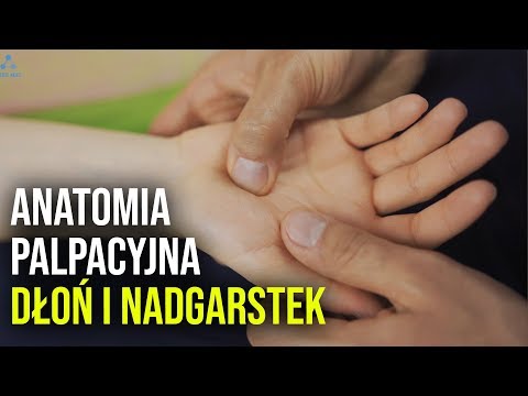 Palpation Anatomy: Hand and Wrist