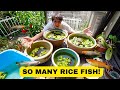 2024 Rice Fish Mini Ponds Update!