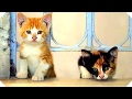 KEDI Movie HD Best Cats Documentary Movie Of The Year