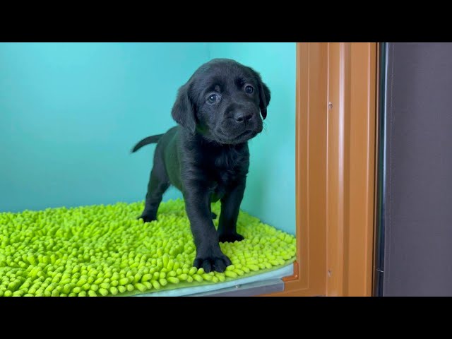 (子犬) 犬種：ラブラドール・レトリーバー 女の子 ブリーダー マロニエケンネル　MARRONNIER KENNEL k4061の画像