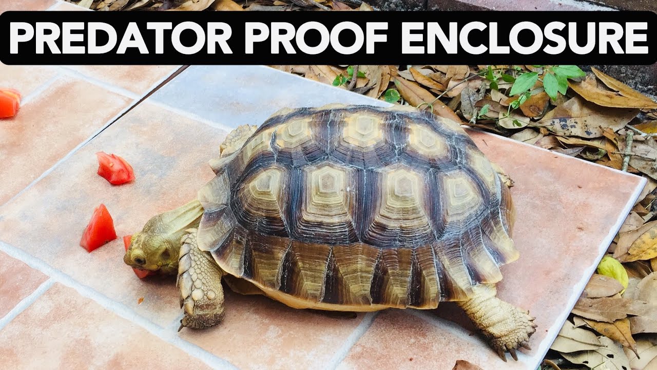 Watch video How To Build A Tortoise Enclosure (Predator Proof) Now How To Build A Tortoise Enclosure (Predator Proof)