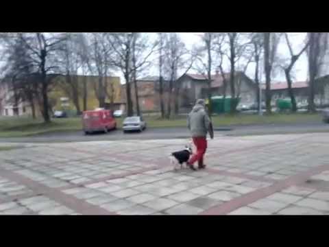 Resocializace  Bobík 2.