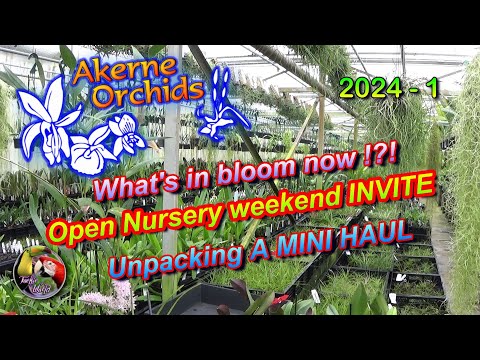 Akerne Orchids 2024-1 🌸 What's in bloom now!?! 🌸 Open Nursery weekend INVITE 🌸 Unpacking a MINI HAUL