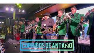 Corridos de Antaño en Vivo - El Coyote y su Banda Tierra Santa.