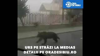 VIDEO Urs văzut pe străzile Mediașului. Autoritățile în alertă 1 video