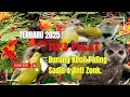 BARU MP3 Pikat Burung Kecil Sadis Ampuh Banget 2025