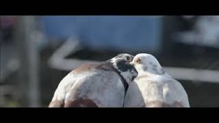 Pyaar Pyaar Video Song | Parava | Soubin Shahir | Rex Vijayan | Anwar Rasheed Entertainment