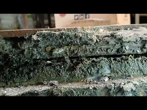 Pill Bugs Infest Restaurant in Lanoka Harbor, NJ