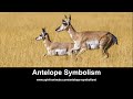 Pronghorn Antelope Symbolism