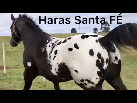 , title : 'Incredible Appaloosa Horses From Haras Santa Fe'