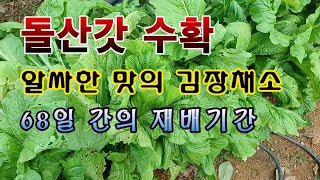 [텃밭농부 1,738]  알싸한 맛의 김장채소 돌산갓을 수확하여 보관하는 방법. #돌산갓재배