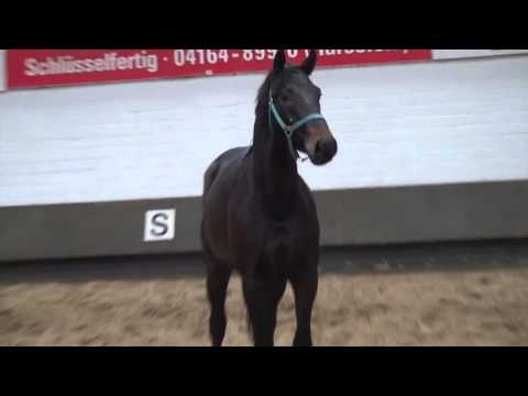 Drombusch-Falsterbo stallion * 2013 for sale