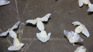 Silkworm breeding and egg laying in India | Bombyx mori lifecycle
