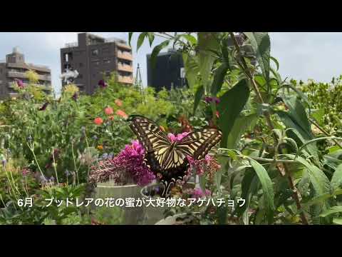 園芸 球状ブッドレア、球状蝶の木、マティコ