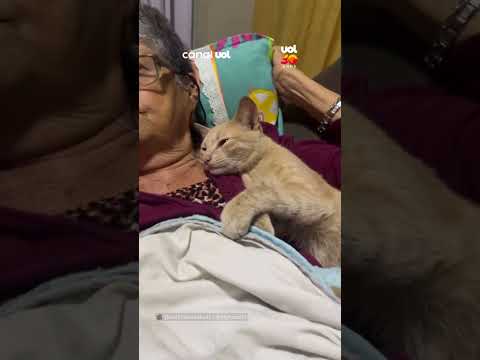 Gato invade casa de senhora e se acomoda nos braços da nova tutora