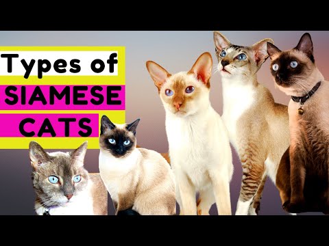 10  TYPES of SIAMESE CATS - Which Type Should You Choose?