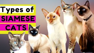10  TYPES of SIAMESE CATS - Which Type Should You Choose