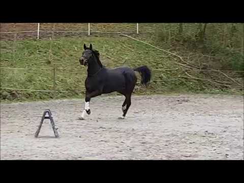 3j. Stute von Danciano/ French Kiss/ Angard