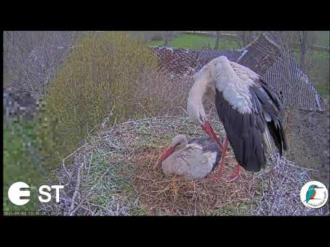 Baltie stārķi Tukuma novadā