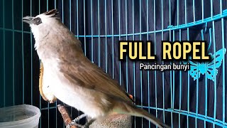 Download lagu trucukan gacor ROPEL PANJANG buat pancingan trucukan agar bunyi JADIKAN burung trucuk gacor NYAUT mp3