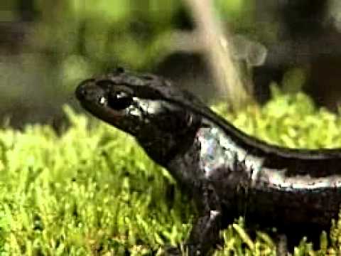 Temperate Forest Fauna