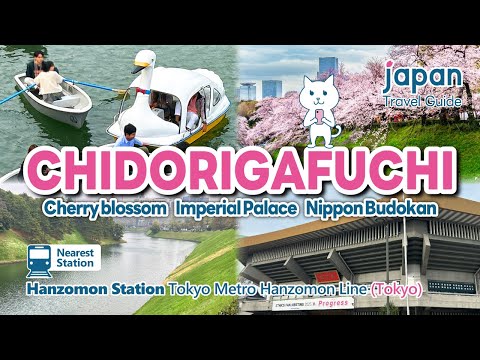 【CHIDORIGAFUCHI／Tokyo】One of the best cherry blossom viewing spots in Tokyo.｜Japan Travel Guide