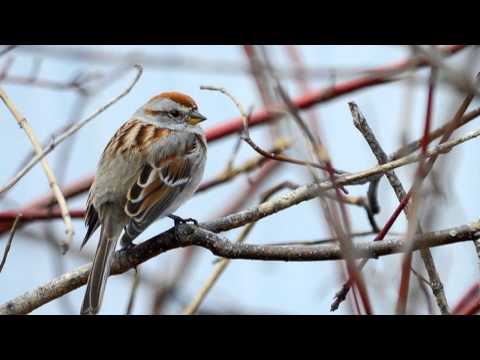 This Mortal Night - The First Sparrow