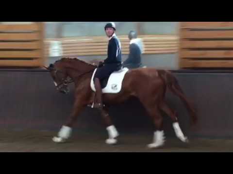 Quasary du Hans hanovrienne 4 ans par Quasar de Charry/Rotspon