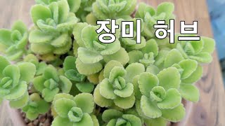 장미허브 풍성하게 키우는법