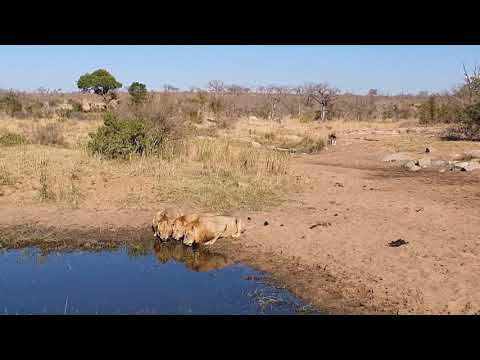 The best lions sightings in the greater kruger mjejane game reserve